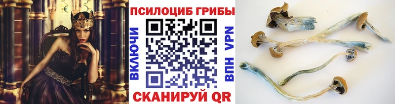купить наркотики цена  Зеленодольск  Псилоцибиновые грибы Psilocybine cubensis 